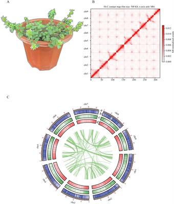 Chromosome-level assembly of the Clinopodium gracile genome